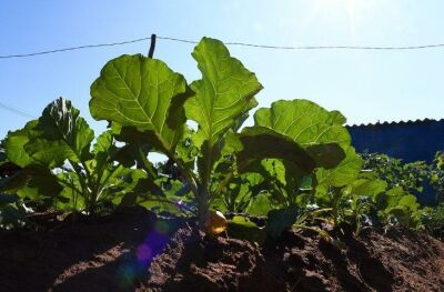 Imagem da notícia SES abre chamada para coletânea de boas práticas em nutrição